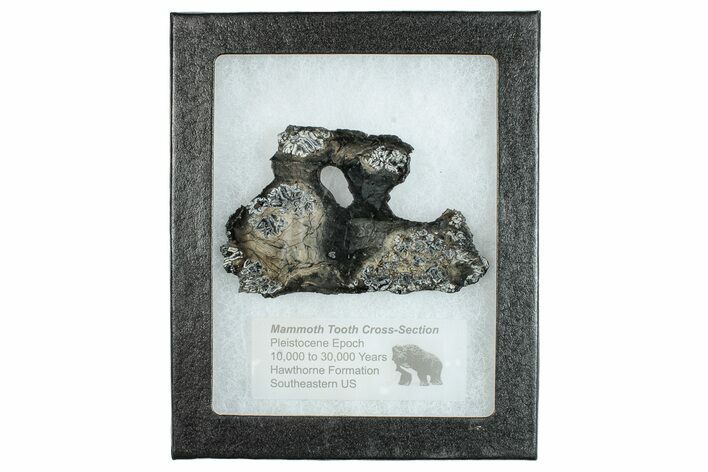 Mammoth Molar Slice With Case - South Carolina #291075